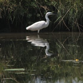 Egret On The River Great Ouse